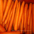 A Grade Chinese Fresh Carrot on Sale